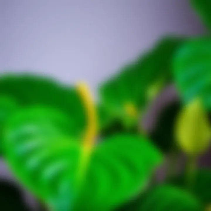 Close-up of Anthurium leaves showcasing vibrant green color