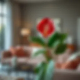 Stylish Anthurium arrangement in living room