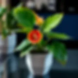 An elegant Anthurium plant in a stylish, modern pot