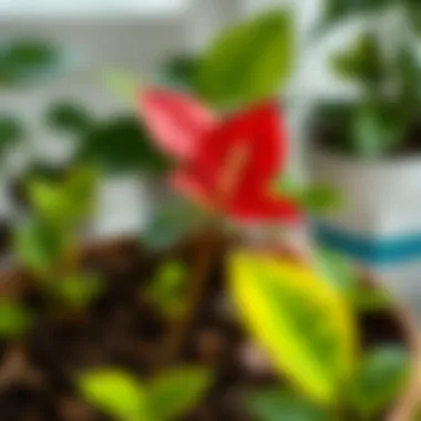 A vibrant Anthurium plant thriving in a well-draining potting mix