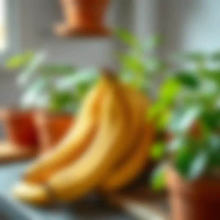 Banana peels arranged next to fresh potted plants
