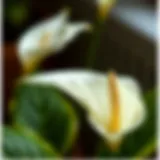A close-up view of a Peace Lily bloom demonstrating its delicate petals