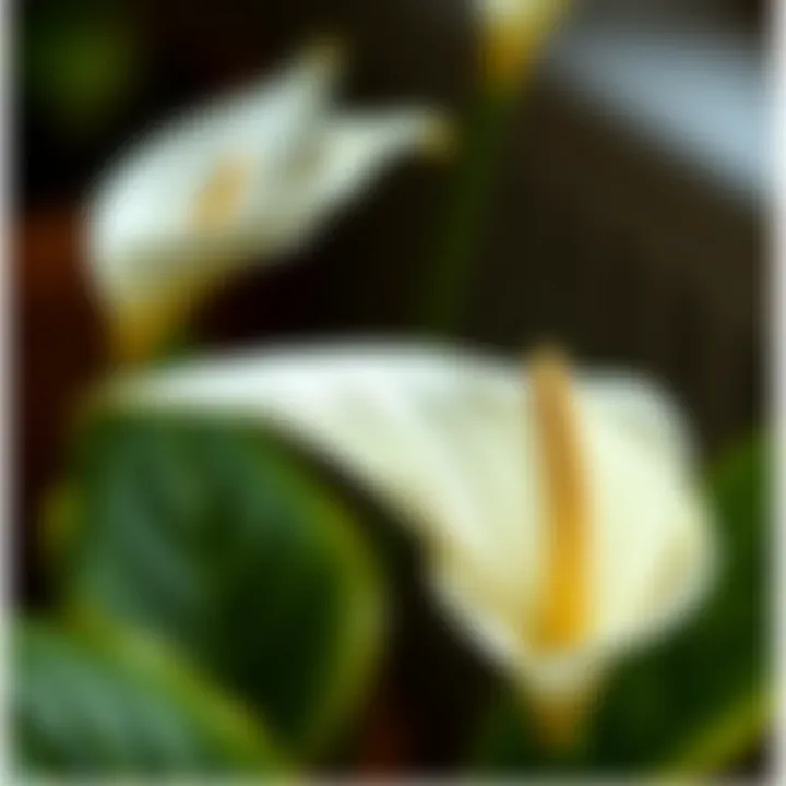 A close-up view of a Peace Lily bloom demonstrating its delicate petals