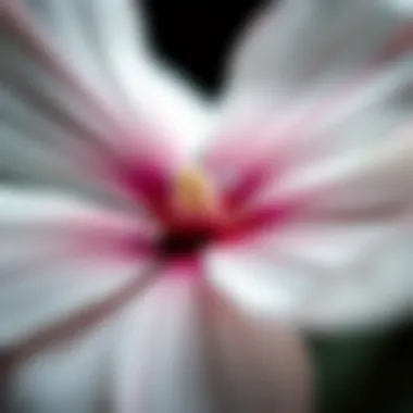 Close-up of peace flower petals showcasing intricate details
