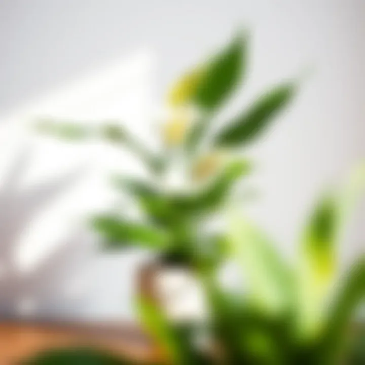 A beautifully arranged Peace Lily in a decorative pot highlighting its elegance