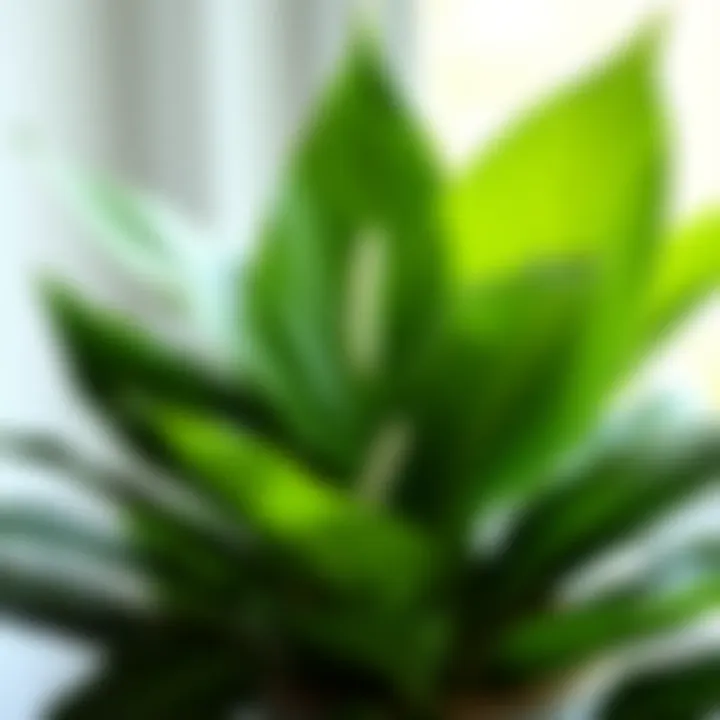 Healthy Peace Lily leaves showcasing vibrant green foliage