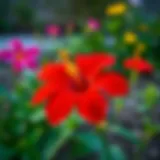 A vibrant peace flower blooming in a serene garden setting