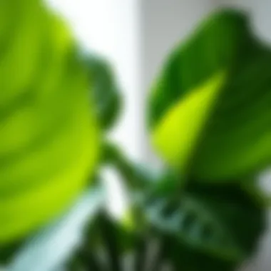 Lush green leaves of a large indoor plant