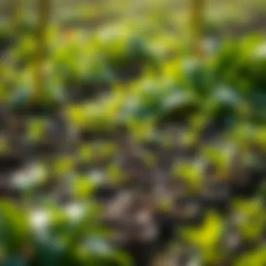 Sustainable farming practices illustrated through a thriving ecosystem