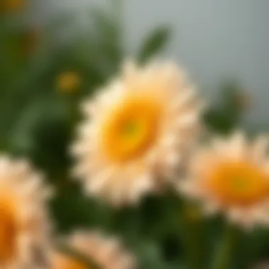 A close-up of a blooming daisy, showcasing intricate petal details.