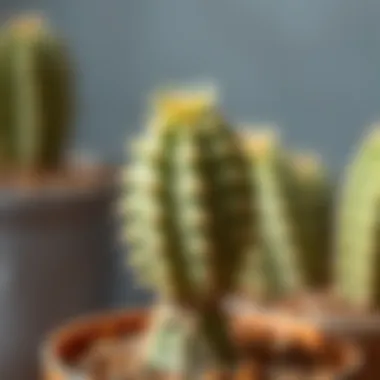 Close-up of a cactus with developing roots