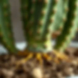 Healthy cactus roots emerging from soil