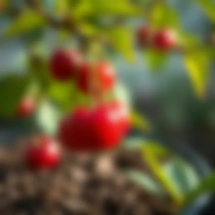 Ideal soil for cherry seed growth