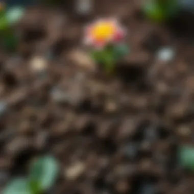 Close-up of healthy soil with nutrients