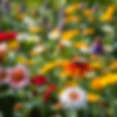 A colorful garden filled with various sun-loving flowers, representing diversity.