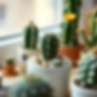 Creative DIY project featuring small cacti in artistic settings
