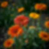 Vibrant autumn flowers in a garden setting