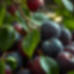 Fresh plums ready for seed extraction