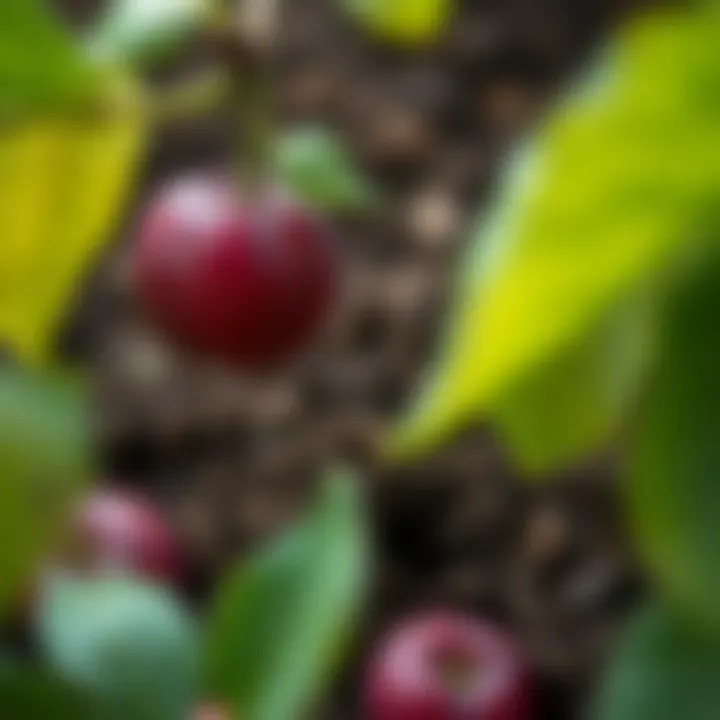 Ideal soil conditions for planting plum seeds