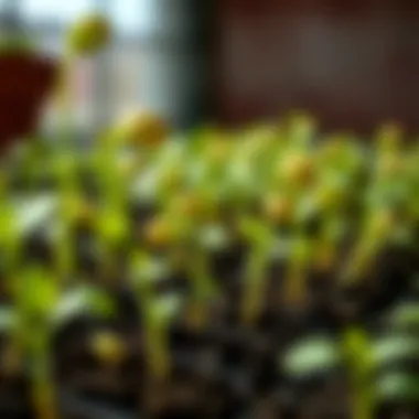 Seeds being prepared for planting