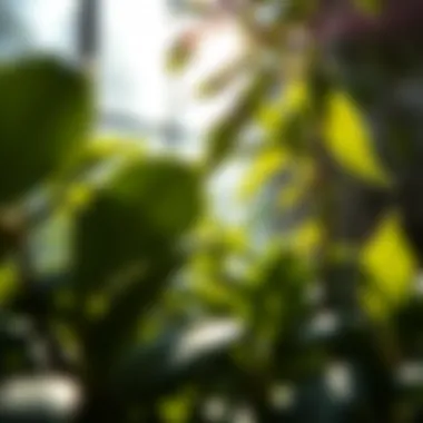 Sunlight filtering through leaves