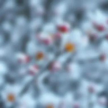 A close-up of delicate winter blossoms covered in frost