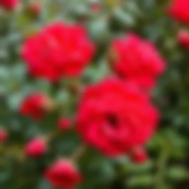 Healthy roses thriving after proper pruning