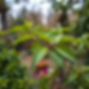 Fresh linden leaves in a garden setting