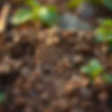 Rich clay soil texture showcasing its unique characteristics