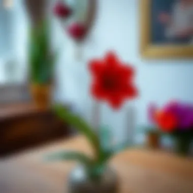 Vibrant red peace flower in a decorative setting.