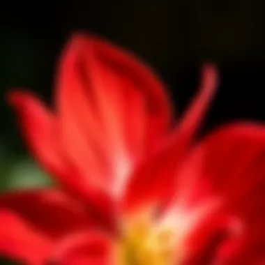 Close-up of the red peace flower showcasing its intricate petals.