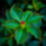 A vibrant Koca Yapraklı flower in full bloom showcasing its unique leaf structure