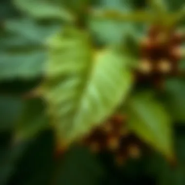 Close-Up of Koca Yapraklı Leaves Close-up of Koca Yapraklı leaves highlighting their distinct texture and color