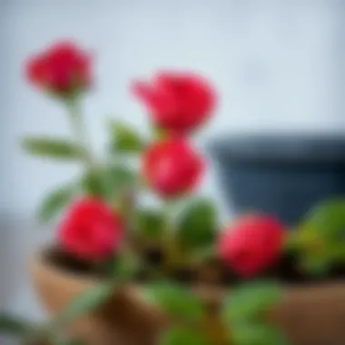 Fresh rose cuttings ready for rooting