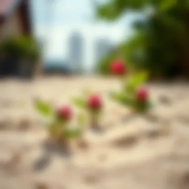 Healthy rose seedlings emerging from sand