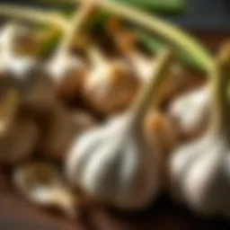 Fresh garlic bulbs arranged neatly