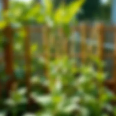 Natural mosquito repellent plants in a garden