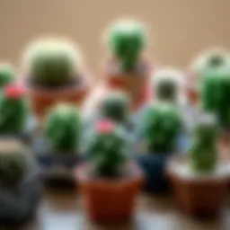 A beautifully arranged collection of small cacti in decorative pots