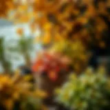 Colorful fall leaves surrounding potted plants