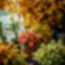 Colorful fall leaves surrounding potted plants