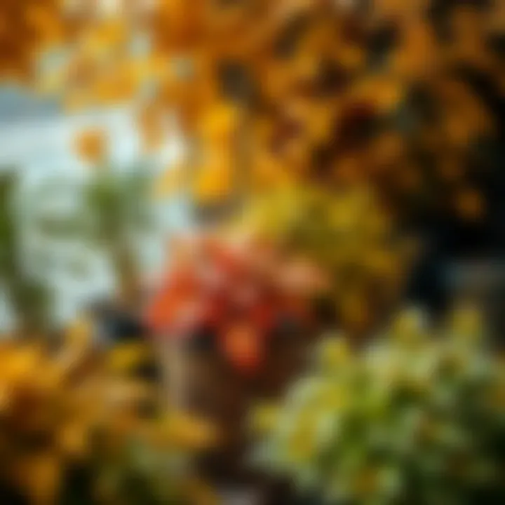 Colorful fall leaves surrounding potted plants