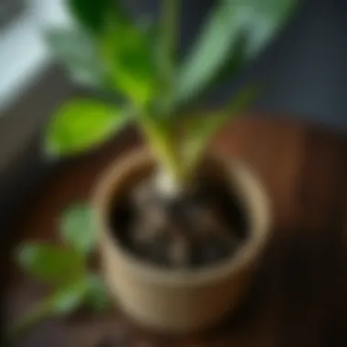 Healthy plant roots in a new pot