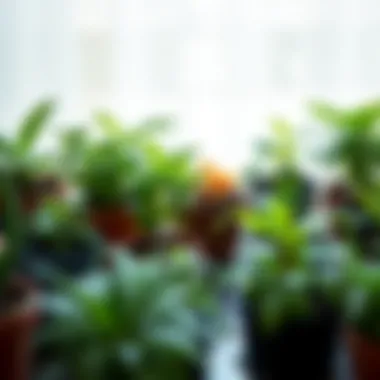 Various plant types arranged for repotting