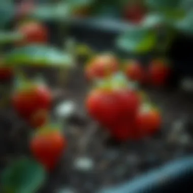 Healthy strawberry seedlings growing