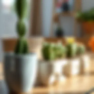 Stylish home decor featuring small cacti that enhance aesthetic appeal