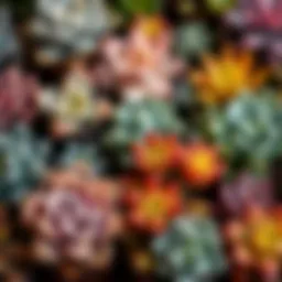 Assorted succulent varieties showcasing vibrant colors and shapes