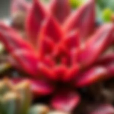Close-up of succulent leaves with water droplets, highlighting their moisture retention