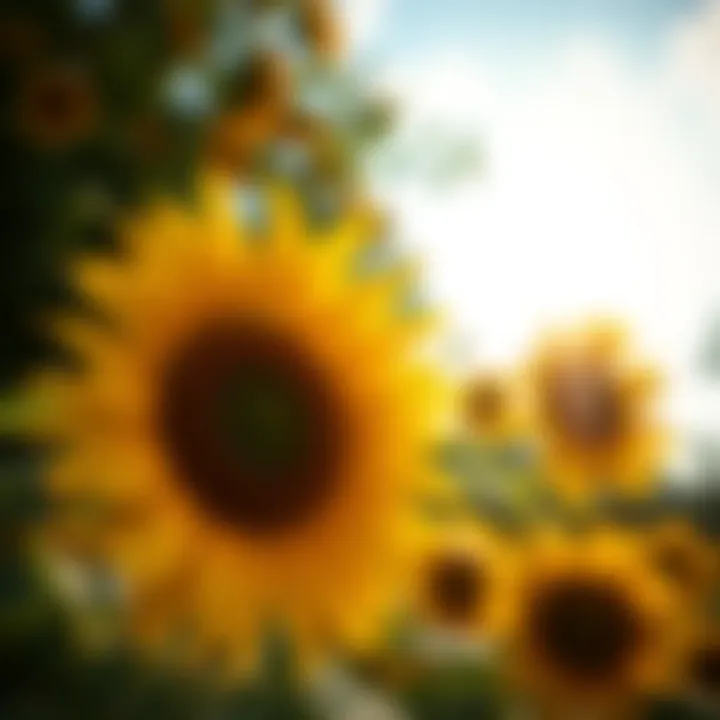 A vibrant sunflower basking in the sunlight, symbolizing joy and energy.