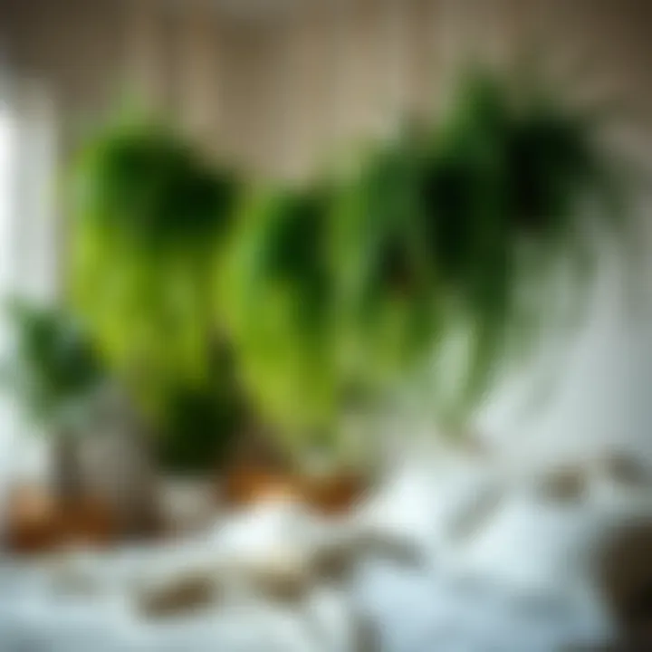 A soothing atmosphere created by hanging ferns in a bedroom