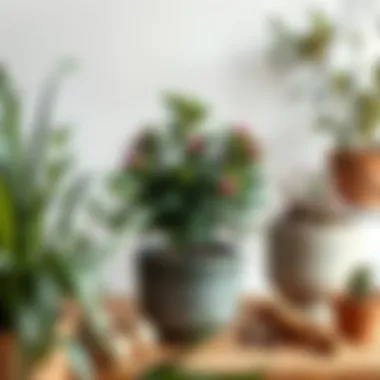 Common issues faced in Yuka plant care